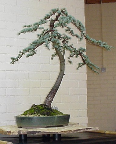Ceder bonsaicursus