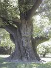 Eik bonsaicursus