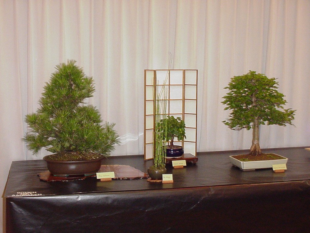 Bonsai cursus