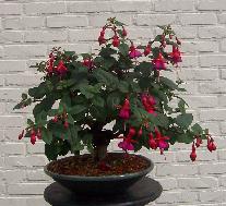 fuchsia bonsai cursus