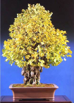 Ginkgo plant bonsaicursus.com