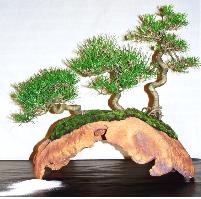 Bonsai Pinus Literati stijl