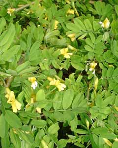 Erwtenstruik bonsaicursus