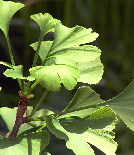 Ginkgoblad