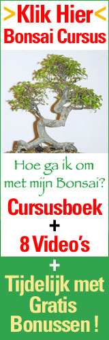bonsai basis cursus